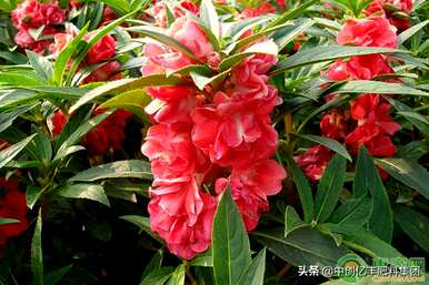 凤仙花种子的种植方法和时间，凤仙花种子是什么样子的？