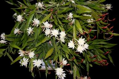 昙花多久开一次花，昙花多久换盆
