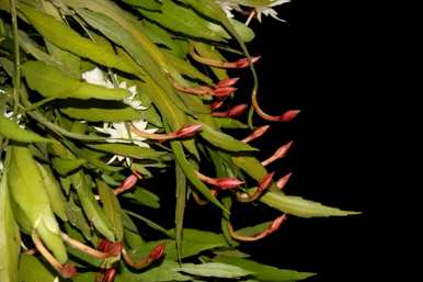 昙花多久开一次花，昙花多久换盆
