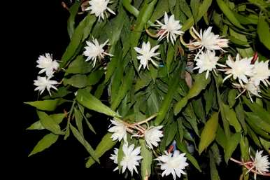 昙花多久开一次花，昙花多久换盆