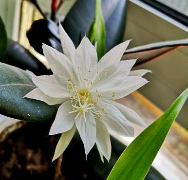 昙花多久开一次花，昙花多久换盆