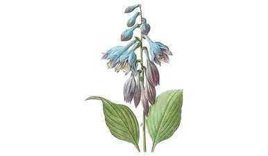 玉簪花语是什么，玉簪花语和传说是什么？