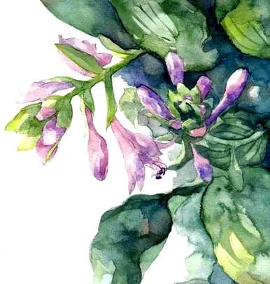 玉簪花语是什么，玉簪花语和传说是什么？