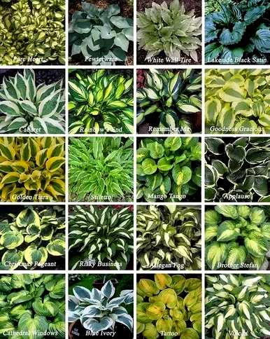 玉簪花语是什么，玉簪花语和传说是什么？