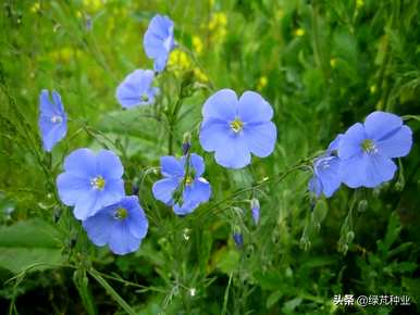 何时播种蓝花亚麻，何时播种蓝花亚麻种子？