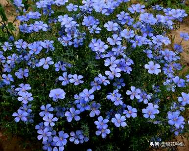 何时播种蓝花亚麻，何时播种蓝花亚麻种子？