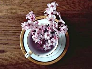 樱花什么时候开花？春天是什么时候？年花湾樱花的季节是什么时候？