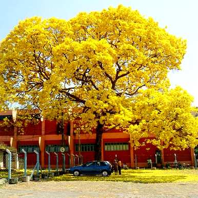 黄花铃木是什么花，黄花风铃木的花叫什么名字？