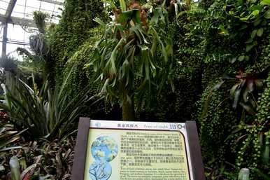 黄花铃木是什么花，黄花风铃木的花叫什么名字？