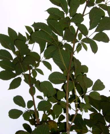 黄花铃木是什么花，黄花风铃木的花叫什么名字？