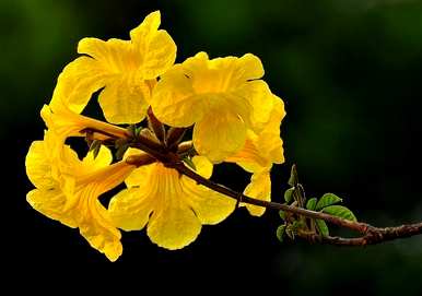 黄花铃木是什么花，黄花风铃木的花叫什么名字？