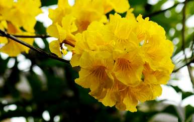 黄花铃木是什么花，黄花风铃木的花叫什么名字？