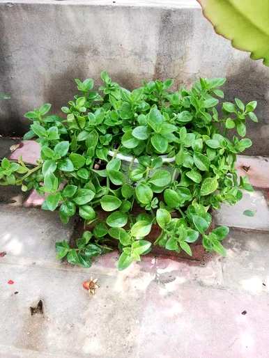 牡丹吊兰老桩还会开花吗？牡丹吊兰不开花的原因是什么？