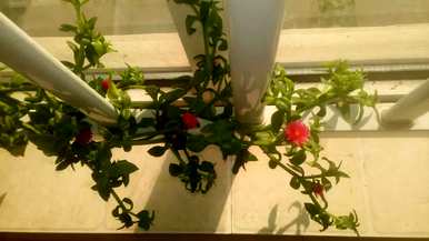 牡丹吊兰老桩还会开花吗？牡丹吊兰不开花的原因是什么？