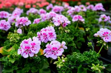 多年生草本花卉有哪些？建议养殖多年生草本花卉