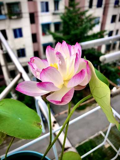 碗莲种子发芽多久，碗莲种子发芽多久