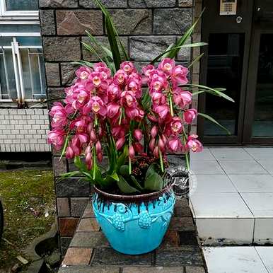 如何维护大花蕙兰，维护福娘大花蕙兰