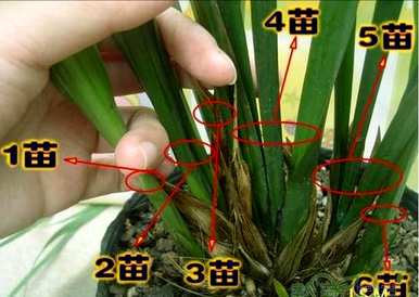 如何维护大花蕙兰，维护福娘大花蕙兰