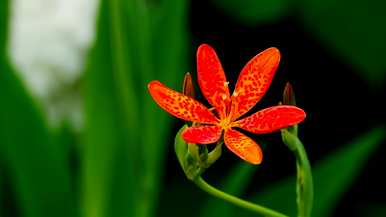 庭院里有哪些宿根花，有哪些种类的宿根花？