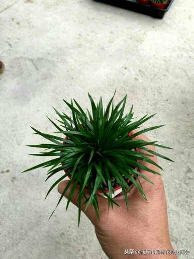 菖蒲法？凿子