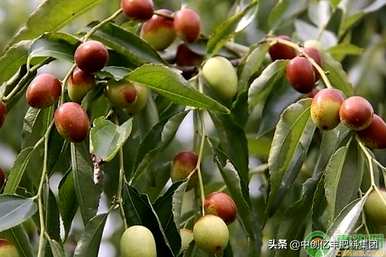 如何种植枣树，种植枣树种子