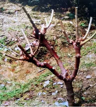 如何种植桑椹，如何种植温室桑椹