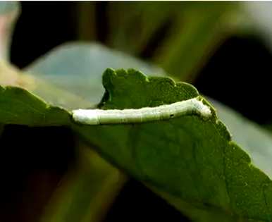 如何种植桑椹，如何种植温室桑椹