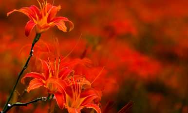 忘忧草花语是什么意思？忘忧草花语怎么说？