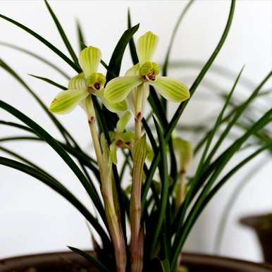 夏天可以种兰花吗？夏天怎样养兰花？