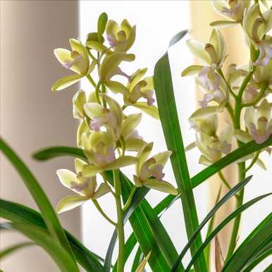 夏天可以种兰花吗？夏天怎样养兰花？