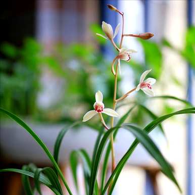 夏天可以种兰花吗？夏天怎样养兰花？