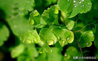 铁线蕨怎么养爆盆，铁线蕨放什么盆好看？