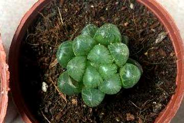 冰灯玉露种植浇水技巧，如何浇水冰灯玉露