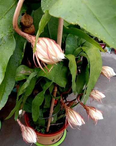 昙花怎么护理，昙花怎么护理？