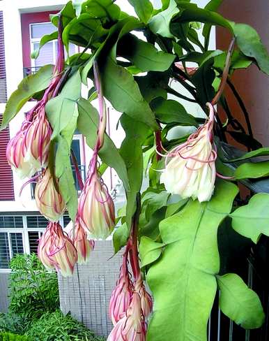 昙花怎么护理，昙花怎么护理？