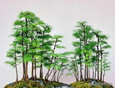 矮化金钱松微盆景，如何饲养金钱松盆景