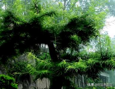 矮化金钱松微盆景，如何饲养金钱松盆景