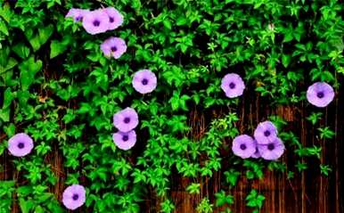 牵牛花种子播种方法，牵牛花种子怎么种？