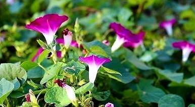 牵牛花种子播种方法，牵牛花种子怎么种？