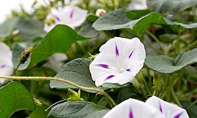 牵牛花种子播种方法，牵牛花种子怎么种？