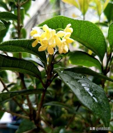 桂花盆栽哪个品种最好，什么是桂花品种？