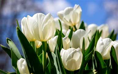 郁金香花代表什么意思，郁金香花代表什么意思