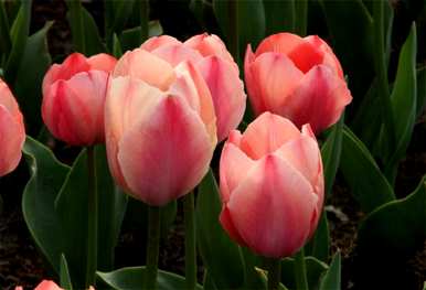 郁金香花代表什么意思，郁金香花代表什么意思
