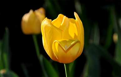 郁金香花代表什么意思，郁金香花代表什么意思
