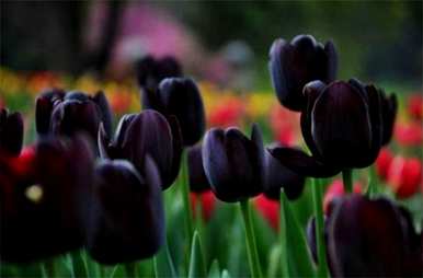 郁金香花代表什么意思，郁金香花代表什么意思