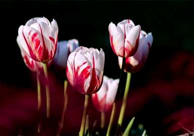 郁金香花代表什么意思，郁金香花代表什么意思