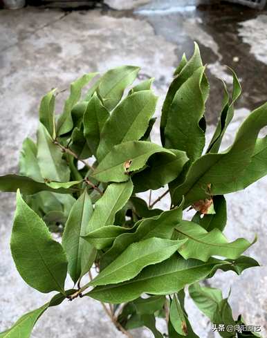 桂花盆栽哪个品种最好，什么是桂花品种？