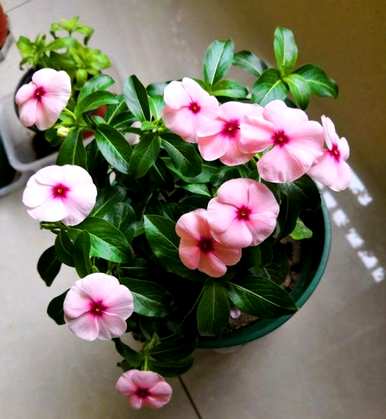如何种植长春花苗，如何种植长春花