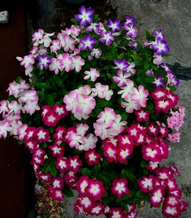 如何种植长春花苗，如何种植长春花