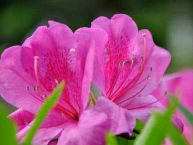 冬天如何浇水杜鹃花，冬天如何浇水杜鹃花